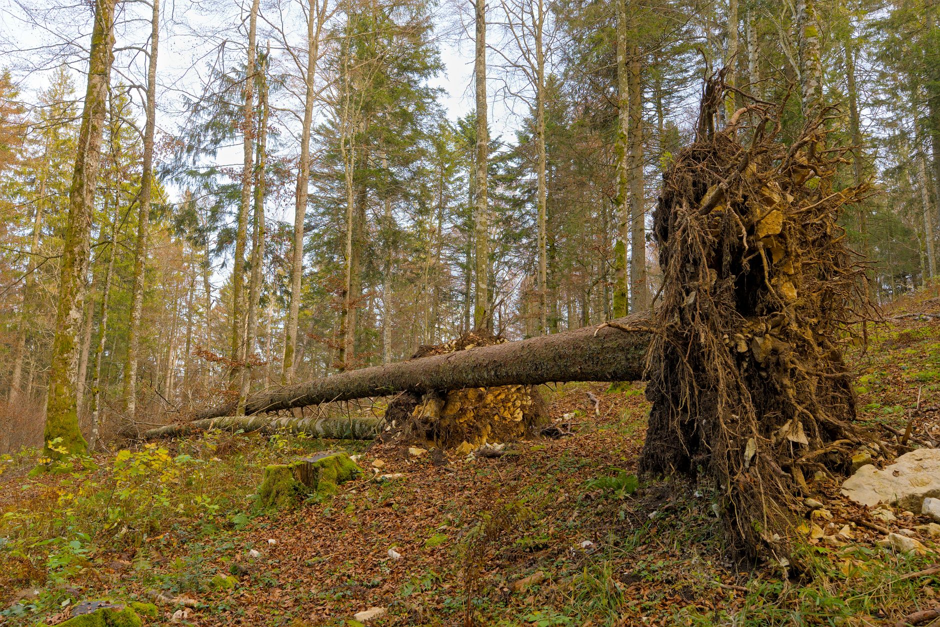 Enlèvement arbre urgence équipe à Valenciennes
